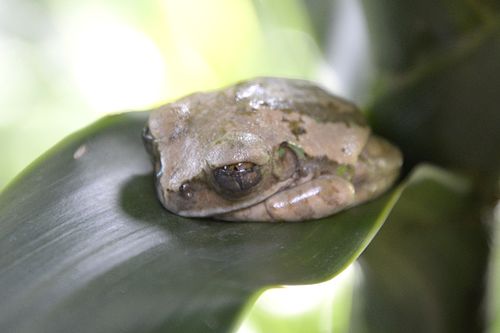 Yellow-spotted tree frog